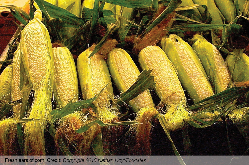 Fresh ears of corn.