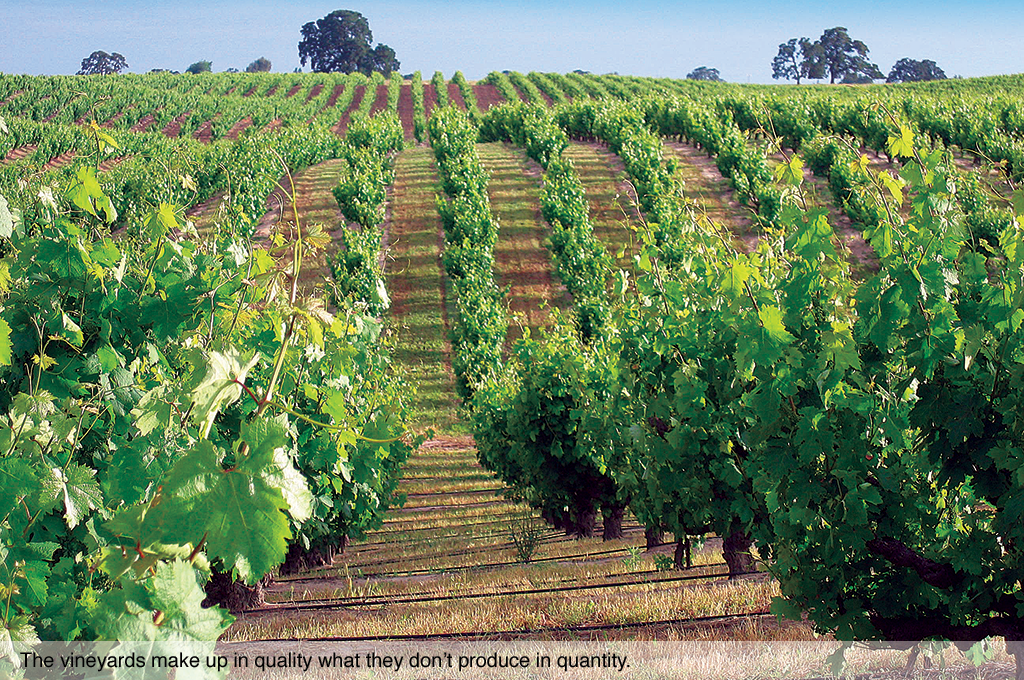 The vineyards make up in quality what they dont produce in quantity.