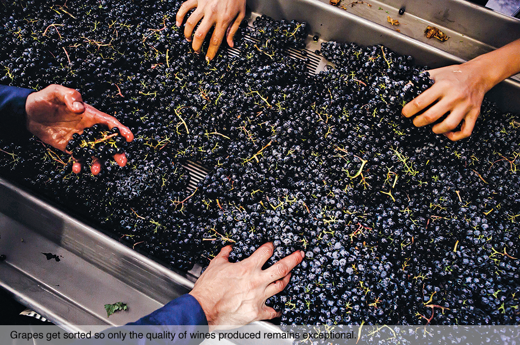 Grapes get sorted so only the quality of wines produced remains exceptional.