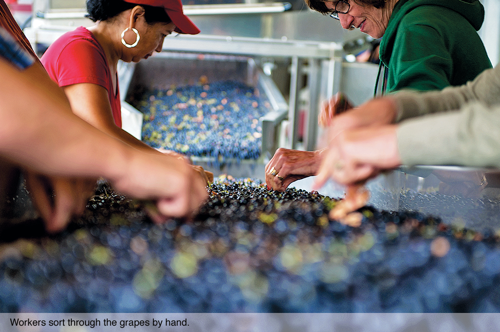 Workers sort through the grapes by hand.