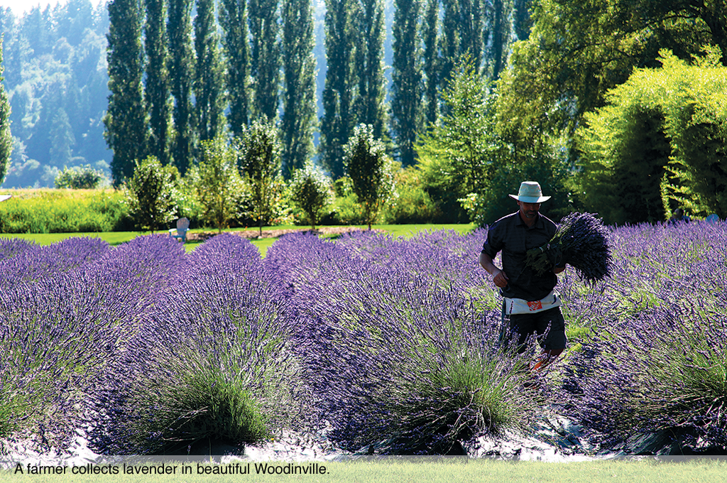 A farmer collects lavender in beautiful Woodinville.