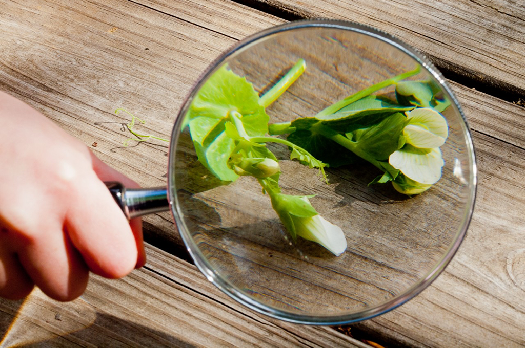 Looking at micro greens under a magnifying glass.
