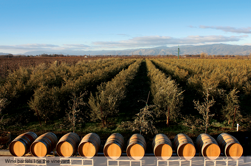 Wine barrels line the vineyard.